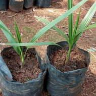 Tanaman bibit kurma betina dan jantan - sepasang bibit kurma azwa