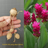 1 biji bulb ( ubi ) Curcuma Alismatifolia 姜花 | Siam Tulip | Curcuma Ginger | Tulip musim panas | Pok
