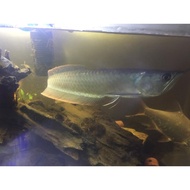 Jual Ikan HiasPredator Arwana Silver Red 30cm Diskon