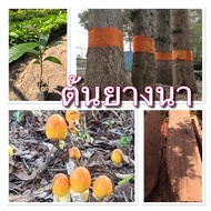 ต้นยางนา กล้ายางนา ยางนา (ชุด 4 ต้น 99บาท) ยางนาแหล่งเห็ดระโงก เเละ เห็ดเผาะ ขนาด 30-40 ซม