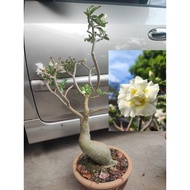 Adenium Kemboja Desert Rose(Id Putih 2layer)