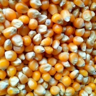 Jagung popcorn manis/mentah dan kering 1 kg