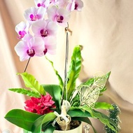 Orchid-質感蘭花盆栽/開幕/新居/升遷/送禮