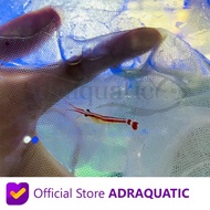(BANDUNG) IKAN HIAS AIR LAUT UDANG PELET PELLET