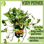 [Local Seller] N’joy Pothos Houseplant Indoor Plant Money Plant Fresh Plant for Gift | The Garden Bo