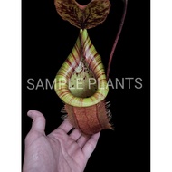 Nepenthes viking x Nepenthes vietchii pink