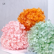 Bunga Hydrangea Awet Borong Yunnan Bunga Kering Daun Kecil Anna Hydrangea Pengeluar Borong Bunga Hia