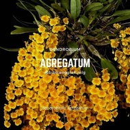 Anggrek Dendrobium Agregatum Dewasa