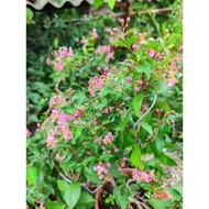 Lee cherry🍒🍒李 氏 樱 桃 苗🍒🍒 ,Bonsai plant