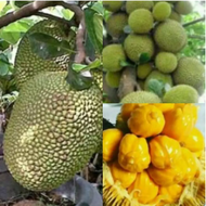 ANAK POKOK CEMPEDAK DURIAN HYBRID 2.5 FEET TALL Buah Buahan Fruits Live Plant [WEST MALAYSIA ONLY]