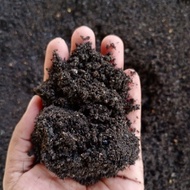 Organic Soil Tanah Hitam Sekam Bakar Padi Tanah Sawit Menanam Tubuh Tumbuhan