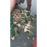 Sakurab Lasona Palapa