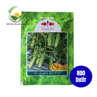 Benih Timun Wulan 79 F1 Isi 800 butir