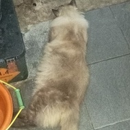 kucing anggora persia