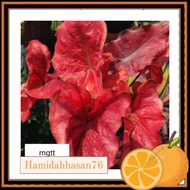 caladium/keladi euphoria