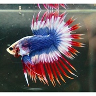 CROWTAIL SERIES Maskot