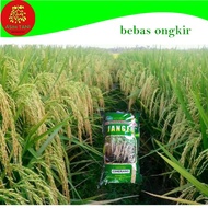 Benih Bibit Padi Ciherang Janger 5kg Unggul