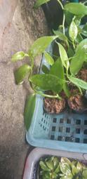妞妞花園 香草蘭 梵尼蘭 香莢蘭(Vanilla planifolia) 香草莢 波本種