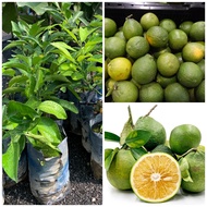 Anak pokok limau cemboi/cembul manis hybrid