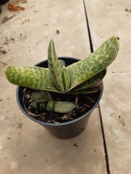 Tanaman Gasteria Variegata