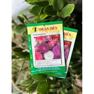 [5gr package] Premium multicolored dalat flower seeds - Dalat chrysanthemum