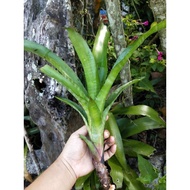 [Live plant] Bromeliad/bunga nenas凤梨花（1 pokok）