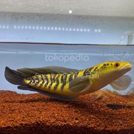 Channa maru (ys / yellow sentarum) 16-17cm