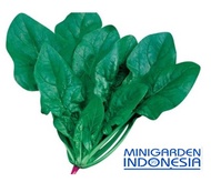 20 benih bayam hijau horenso F1 import jepang bibit tanaman sayur sayuran hidroponik