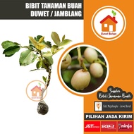 Terlaris Bibit Tanaman Buah Duwet / Jamblang / Juwet - Duwet Putih TERBAIK