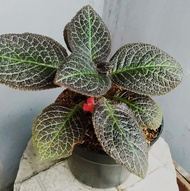 TANAMAN HIDUP AFRICAN VIOLET