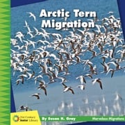 Arctic Tern Migration Susan H. Gray
