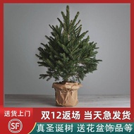 Christmas Tree Household Living Nuo Large 2025 Spruce Decoration Pine Potted Plant Tree New Style Ch