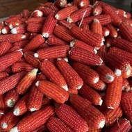 Terpopuler Mini Dried Corn 1KG | Jagung Kering Mini | Chew Toys