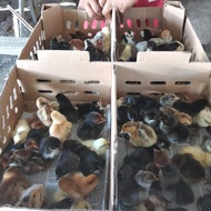 DOC Ayam Kampung