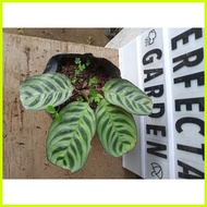 ♈ ✲ ☑ Available live plants Calathea Fishbone seed ling bag included