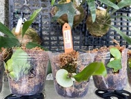 深綠卓越鹿角蕨-P.Excellerce側芽療癒植物-文青植物、蕨類植物、雨林植物-IG網紅室內植物天南星-