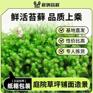 Creation] Courtyard Face Sand Moss Landscaping Lawn Moss White Hair Moss Fresh Star Moss [Moss Big G