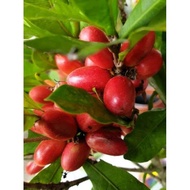 POKOK AJAIB @ Miracle Berry anak pokok stabil