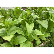 ♞seeds flower plants 2000  Fresh Virginia Golden Tobacco Seeds Ancestral Tobacco tabacum I5BK