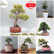 SG 100% Original 50pcs Japanese White Pine Pinus Seeds Money Plant Indoor Holy Tulsi Plant Basil Bonsai Air Plant Garden