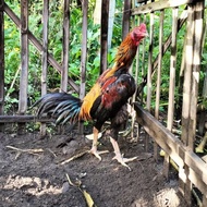 Fertile Eggs Hatching Eggs for Fighting Cocks PakoyF2 Cros Koyngon