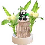 Brazilian Wood Plant Set, Brazilian Lucky Wood Plant with Panda Statue, Brazilian Wood Hydroponic Pl