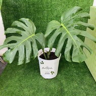 Tanaman hias monstera king/monstera king giant