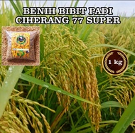 BENIH BIBIT PADI CIHERANG JUMBO CIHERANG SS  padi CIPUTRI  77 CIHERANG BERUANG KWALITAS SUPER UNGGUL