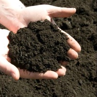 Garden soil | tanah sekam | tanah tanaman | media tanam |