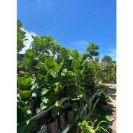 Fiddle fig / Ficus Iyrata