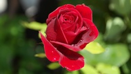 Tanaman hias bunga mawar tanaman hias bunga rose bibit mawar bunga rose mawar hidup bibit bunga mawar asli hidup bibit bunga mawar asli hidup wangi bunga mawar hidup paket murah mawar hidup murah tanaman bunga mawar asli hidup mawar