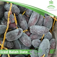 PROMOSI HEBAT 10KG KURMA SEJUK/KURMA AIS/FRESH BALAH/FRESH BALAH/BORONG ALFARHAN TRADING - FREE GIFT