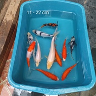 Ikan Koi Bibit Kohaku Sanke Showa