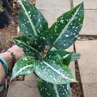 Tanaman Hias Aglaonema Srikit - Blanceng Srikit